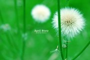 April Story