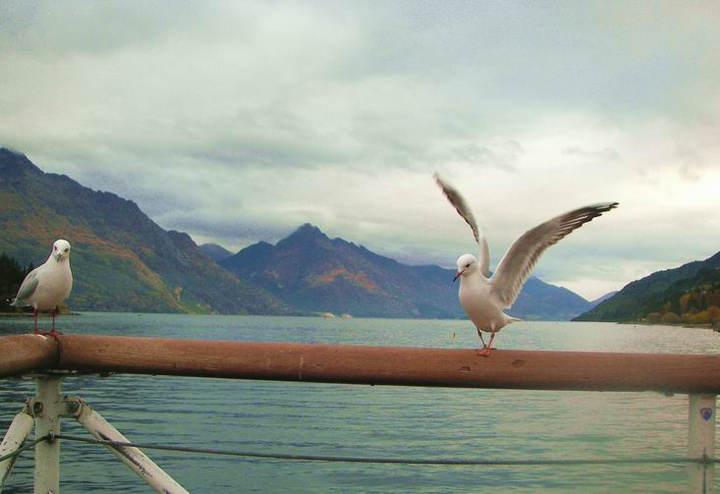 【海鸥飞处彩云飞(一)摄影图片】新西兰生态摄