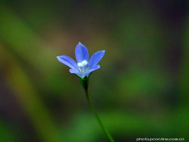 小花和小草