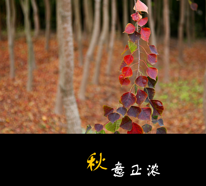 秋意正浓