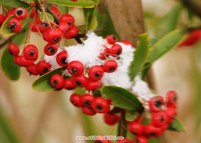 傲雪小红果