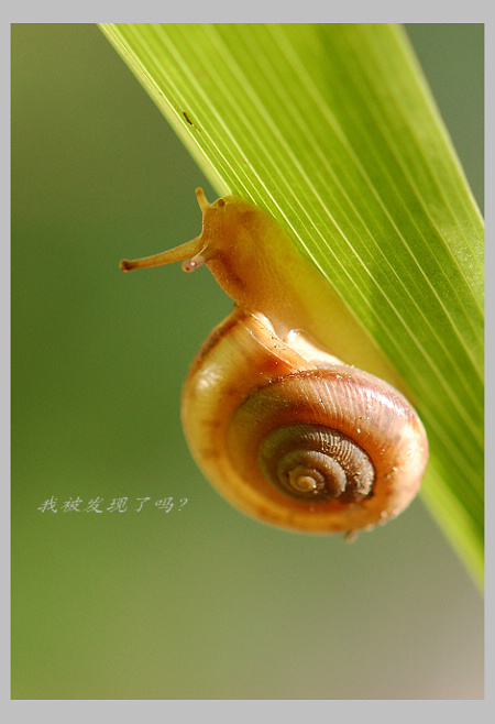 小蜗雨后出游记