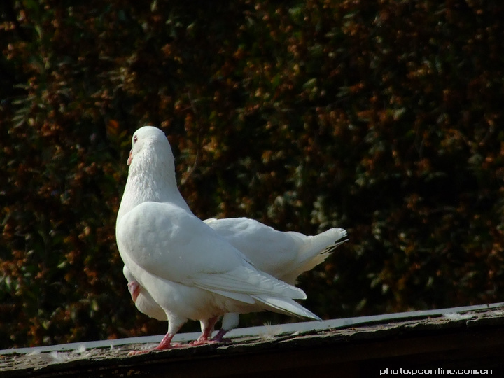 【鸽子情缘摄影图片】无锡生态摄影_漂浮在新