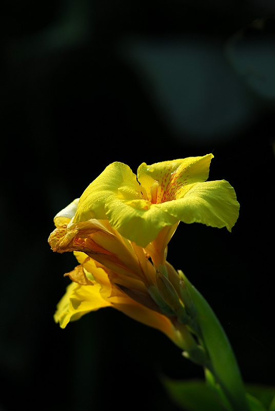 花花草草      幅