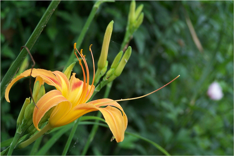 萱草(黄花菜)