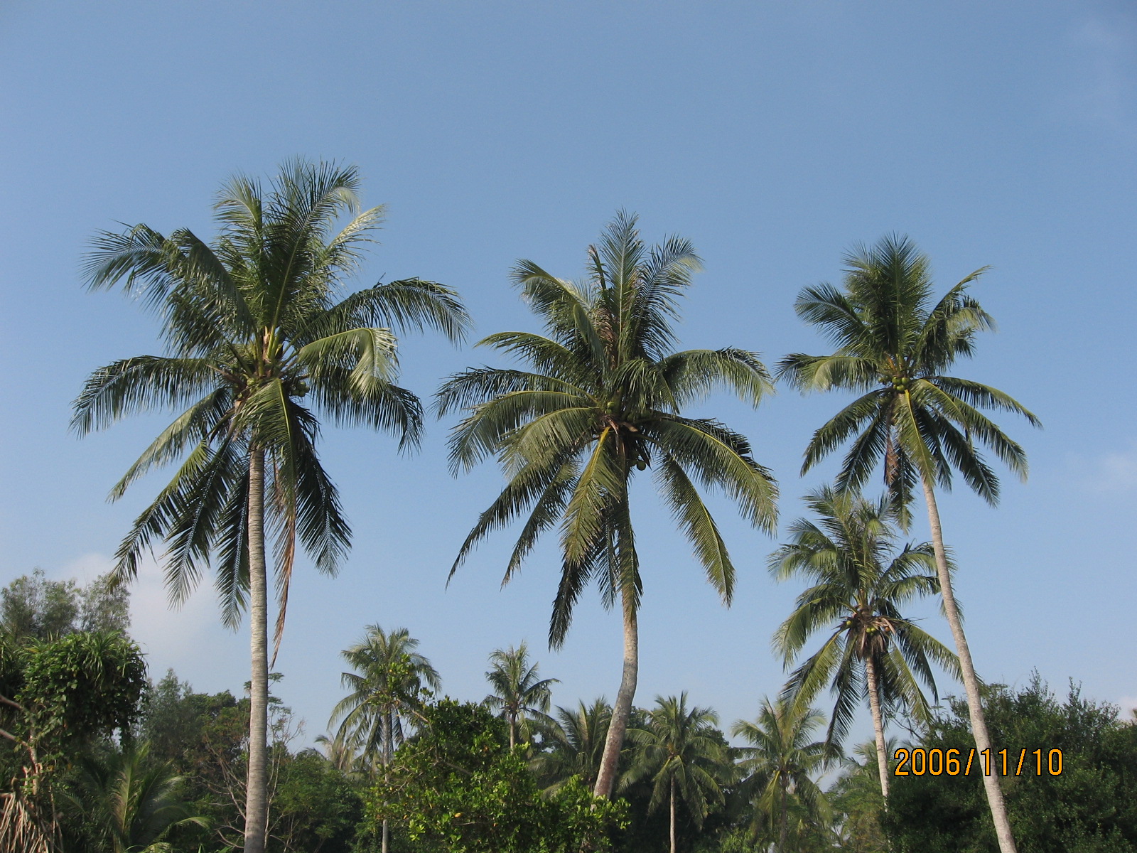 【椰子树摄影图片】海南琼海生态摄影_太平洋电脑网