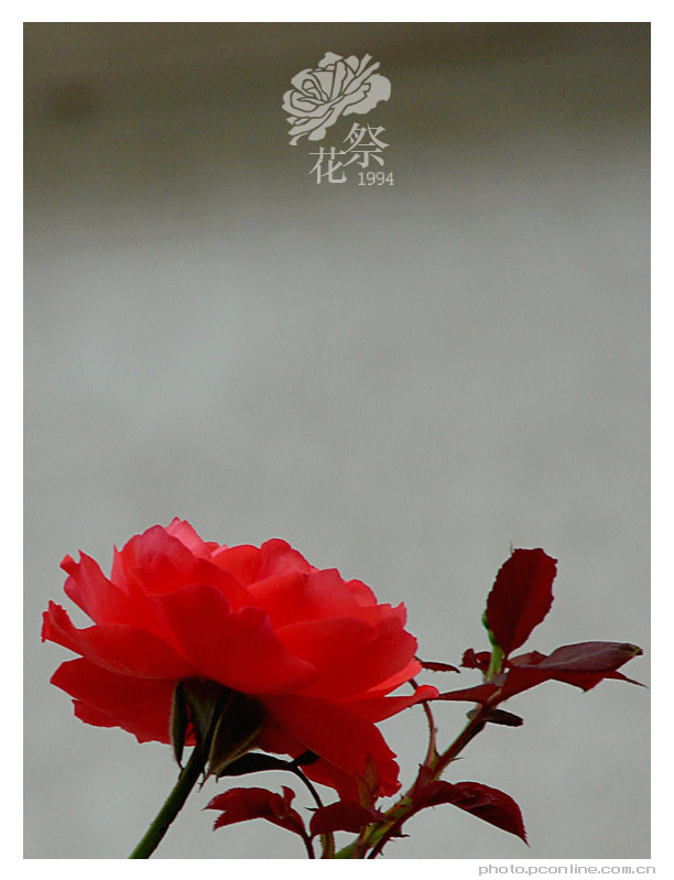 【花祭摄影图片】北京生态摄影