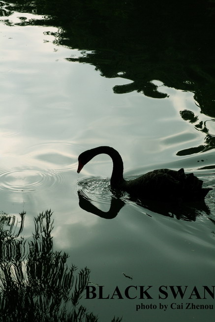 【孤独的黑天鹅摄影图片】动物园生态摄影_太平洋电脑
