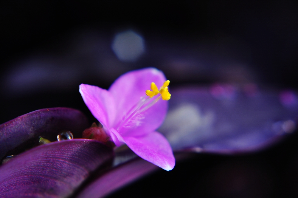 微距·鸭趾草花