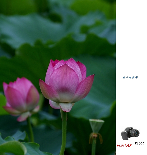 【夏·雨荷-2摄影图片】惠州西湖 荷花亭生态
