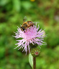 flower and bee