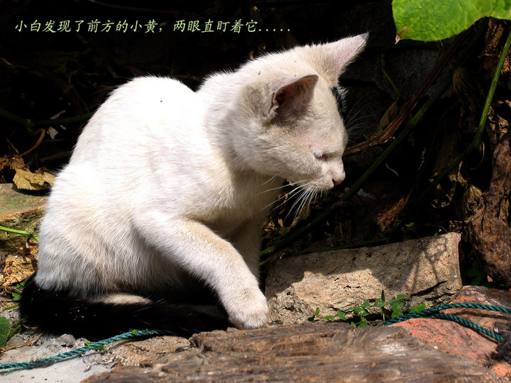 【两只小猫的故事摄影图片】廉江安铺纪实摄影