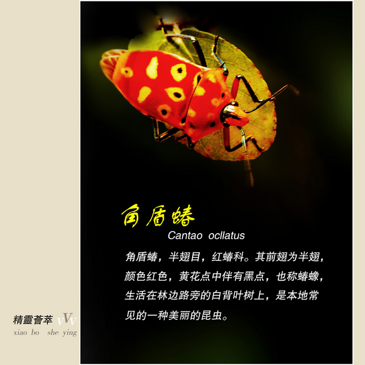 美丽的角盾蝽