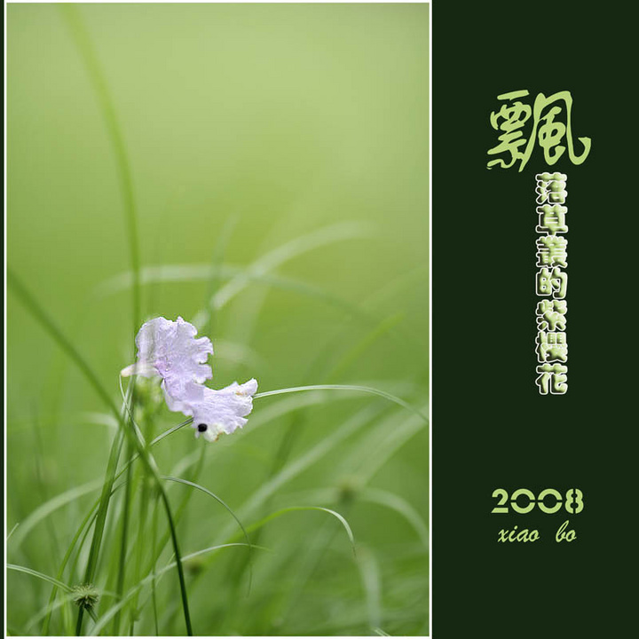 【飘落在草丛的紫樱花摄影图片】廉江生态摄影