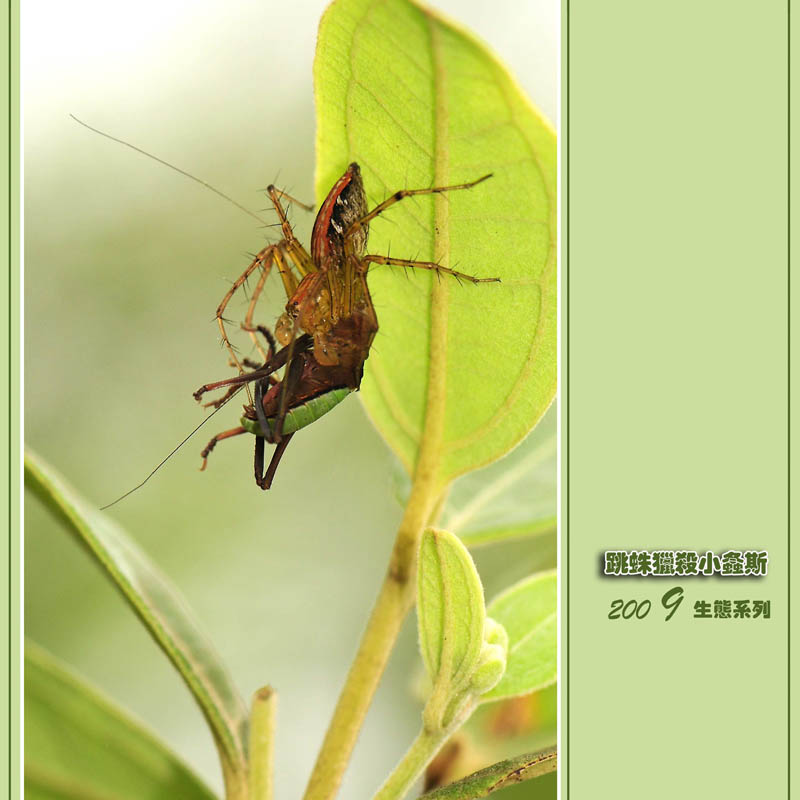 跳蛛猎杀小螽斯