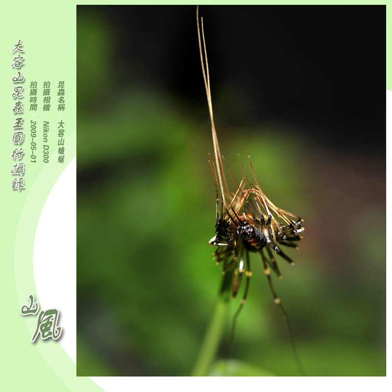大容山蛐蜓