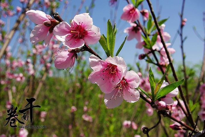 春天的桃花