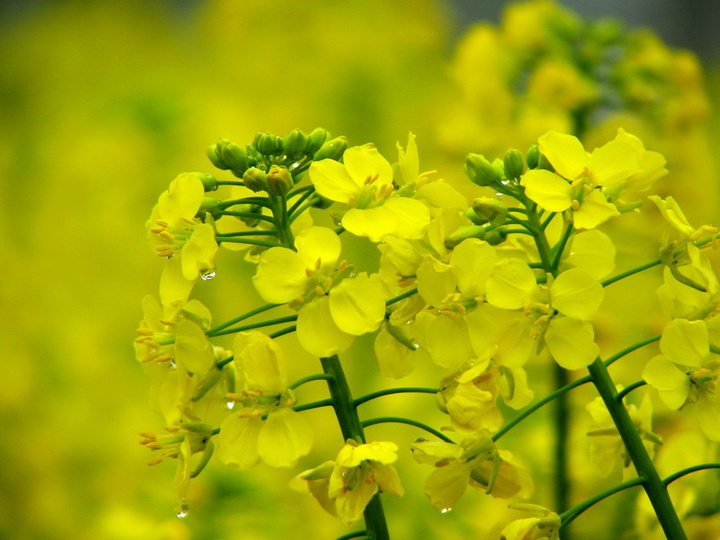 【清明油菜花香摄影图片】江苏南通生态摄影