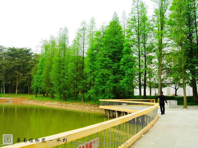 【华南植物园 - 水杉摄影图片】华南植物园生态