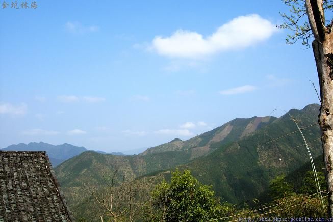 金坑林海