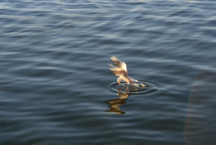 【海鸥飞处摄影图片】昆明生态摄影_朗朗的影