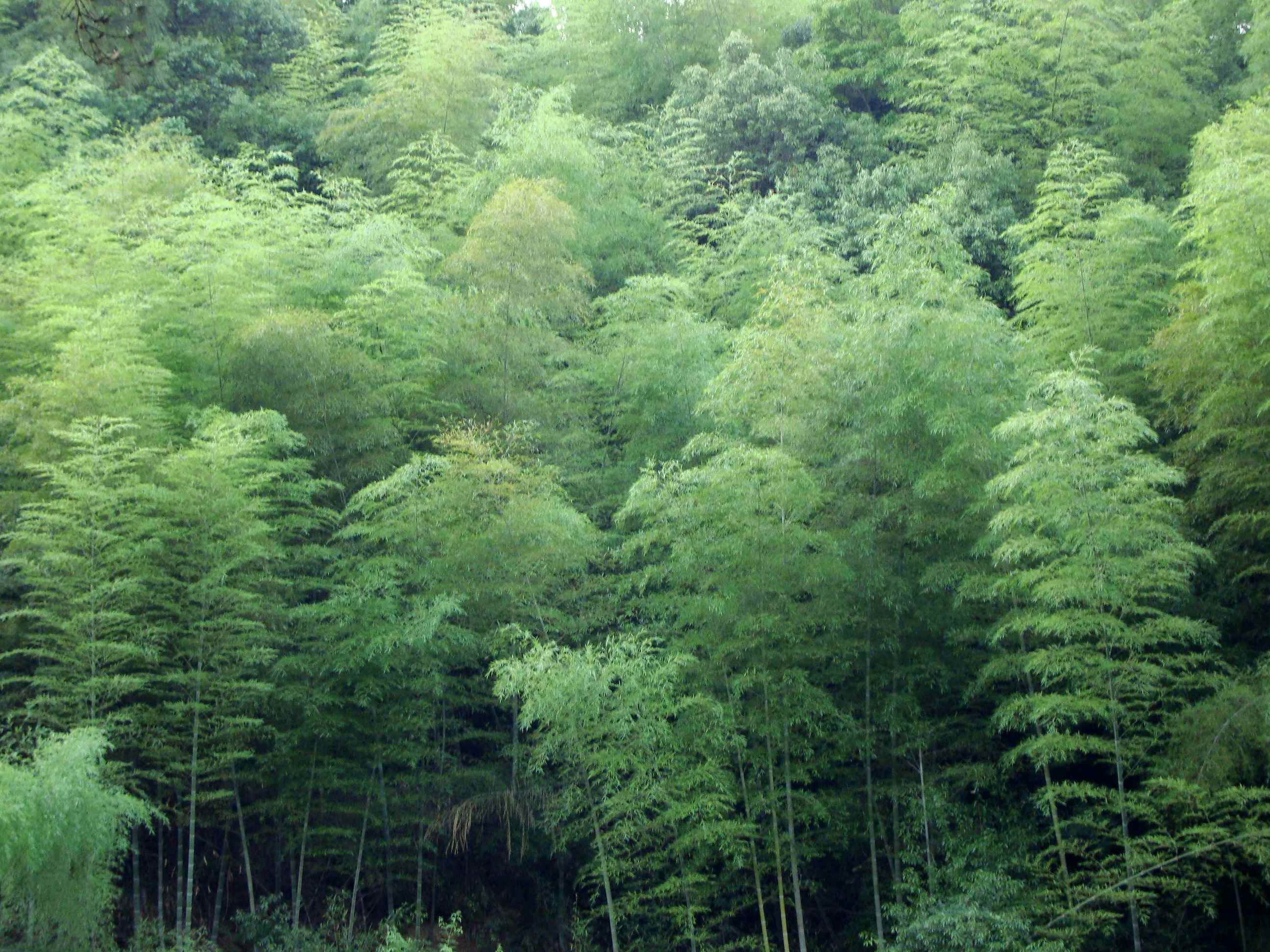 竹林