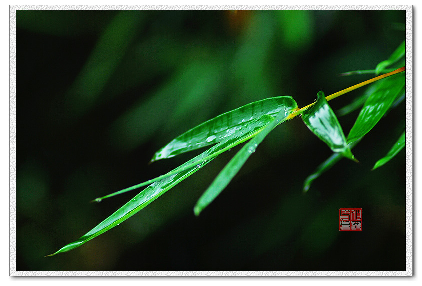 雨竹