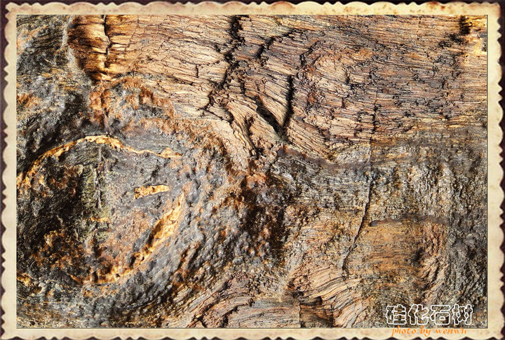 【硅化石树摄影图片】汉水公园生态摄影