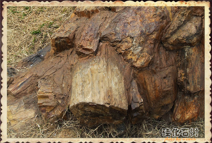 【硅化石树摄影图片】汉水公园生态摄影