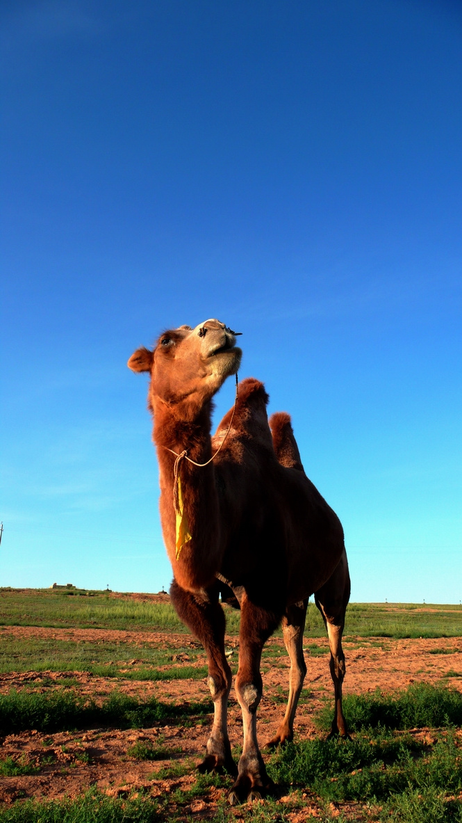 【高傲的草原骆驼摄影图片】呼市周边风光旅游