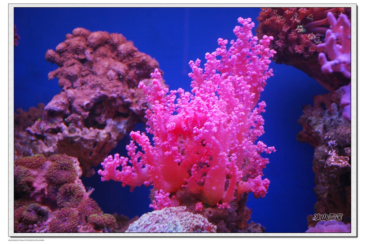 珊瑚 海洋动物 刺胞动物 殖民地超级有机体 息肉 外骨骼 海洋图片下载 - 觅知网