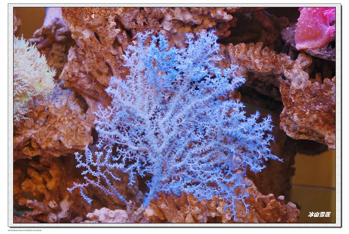 海洋科普：绚丽多彩的海洋植物，其中有长达二三百米的巨藻！-深i科普