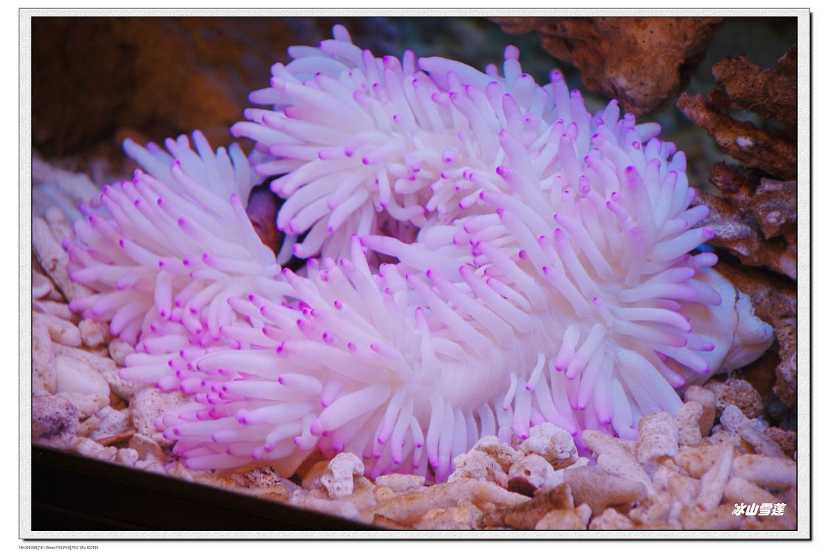海底里唯美漂亮的珊瑚图片-壁纸图片大全