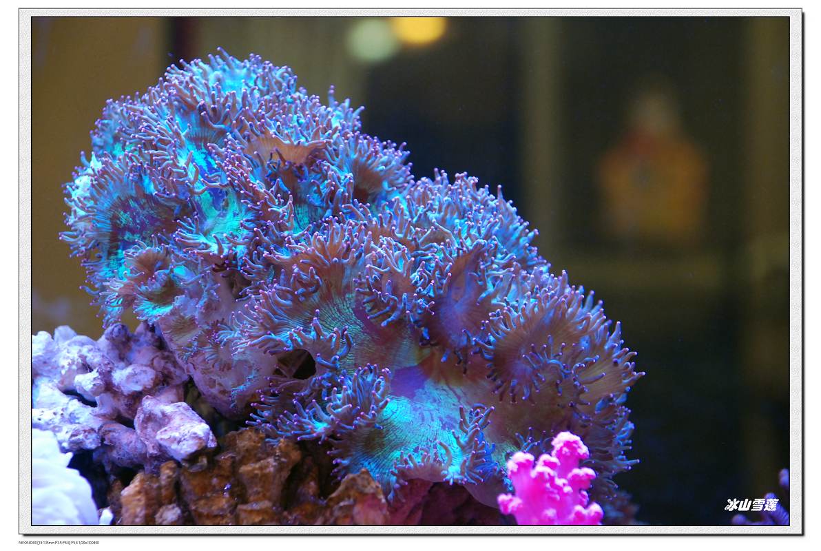 海洋科普：绚丽多彩的海洋植物，其中有长达二三百米的巨藻！-深i科普