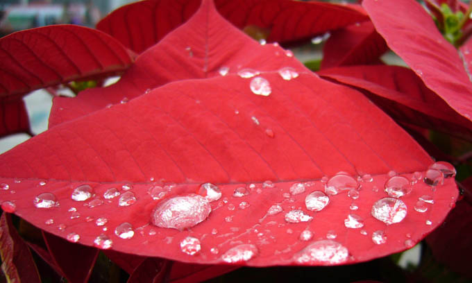 【正月里来是新春,拿着相机瞎逛悠摄影图片】