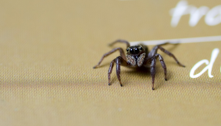 Hello Mr.Spider