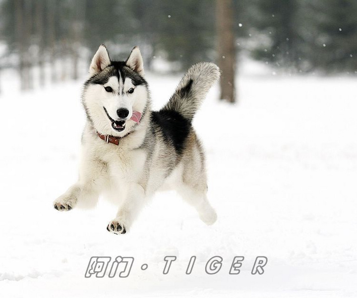 【雪地狂奔摄影图片】室外其他摄影_我行我素