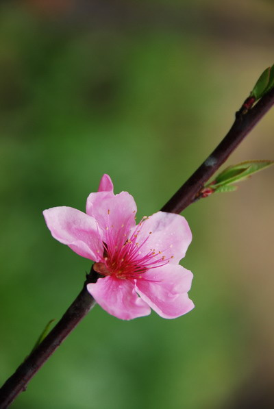 桃花山游记