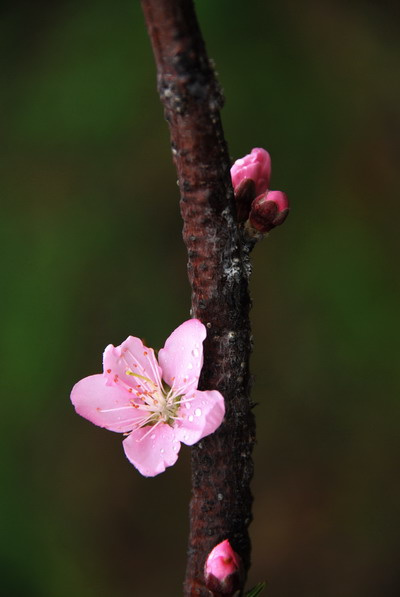 桃花山游记