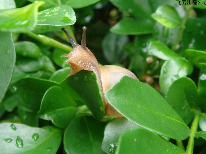 雨后蜗牛