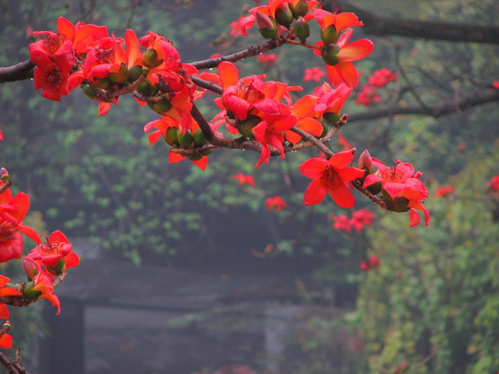 广州市花