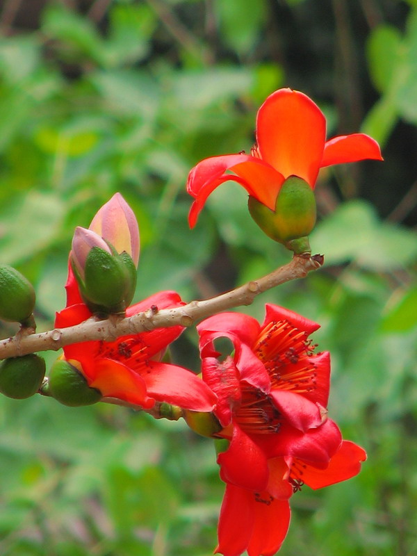 广州市花