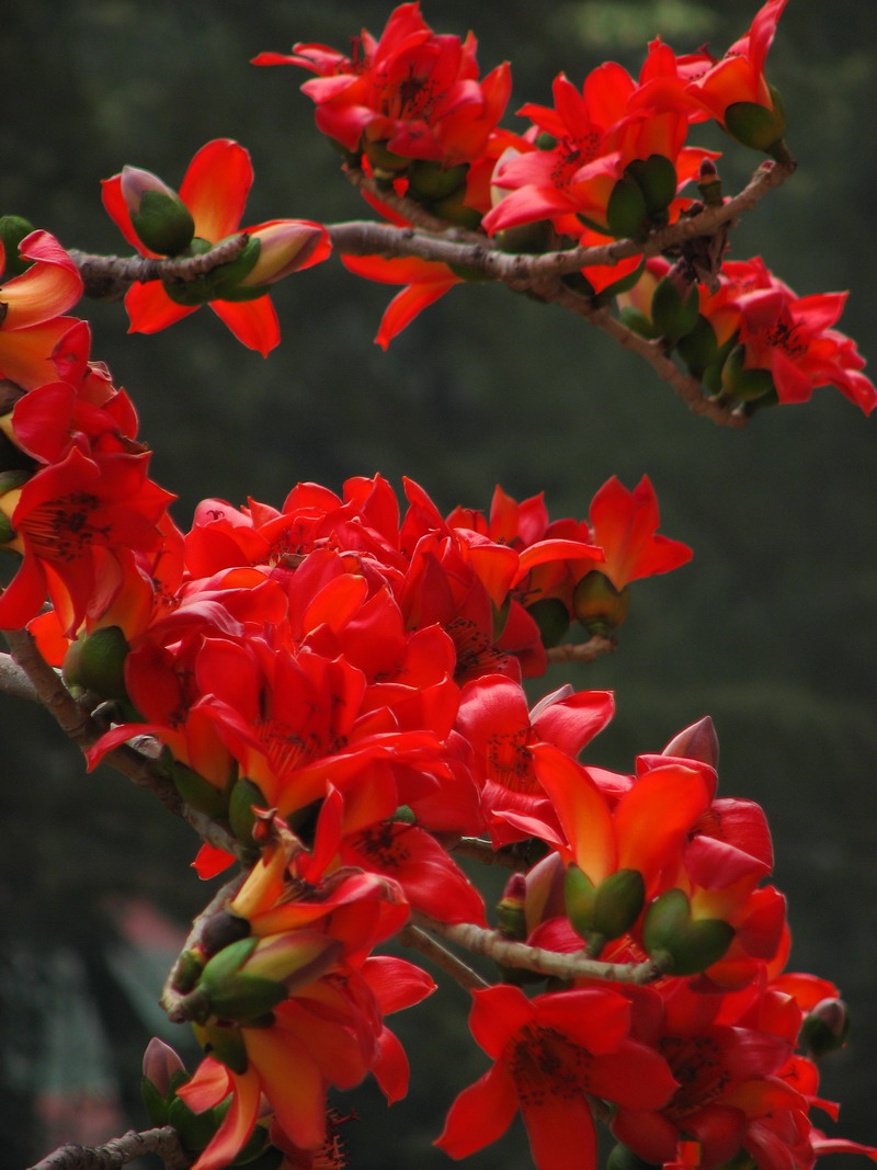 广州市花