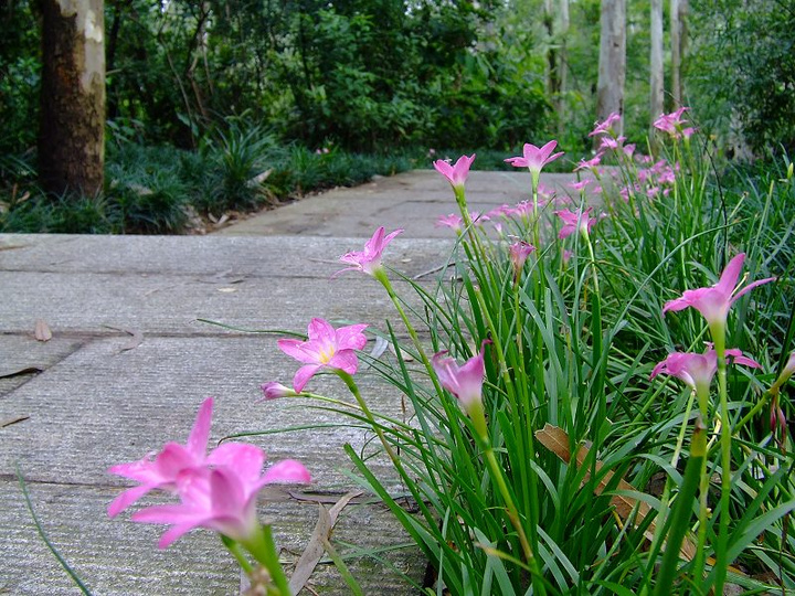 路边的野花,你采不采?