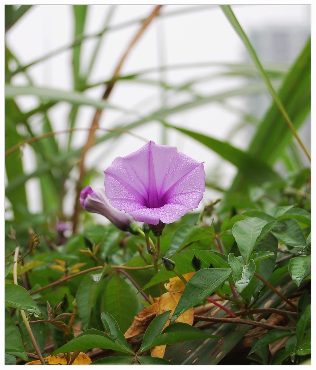 雨后牵牛花