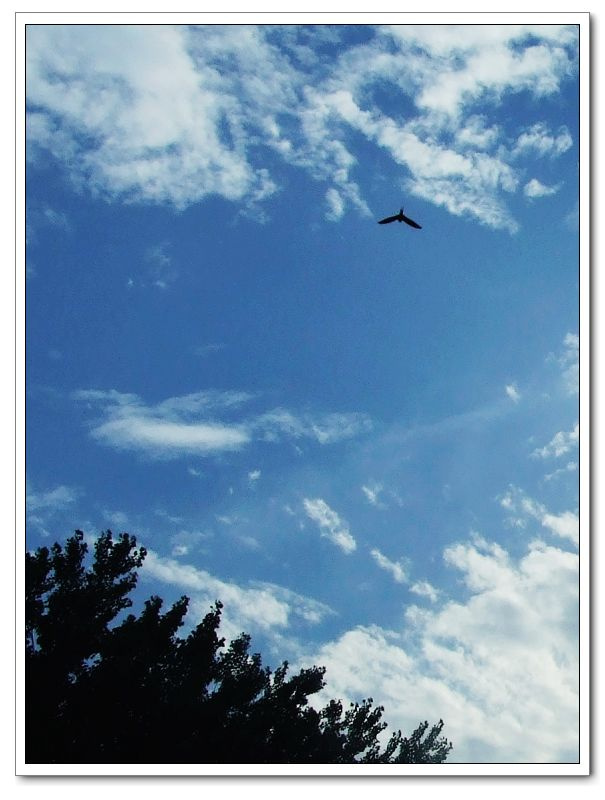 鹰击长空