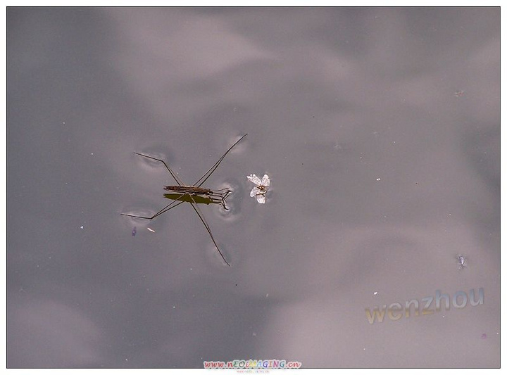 水蜘蛛