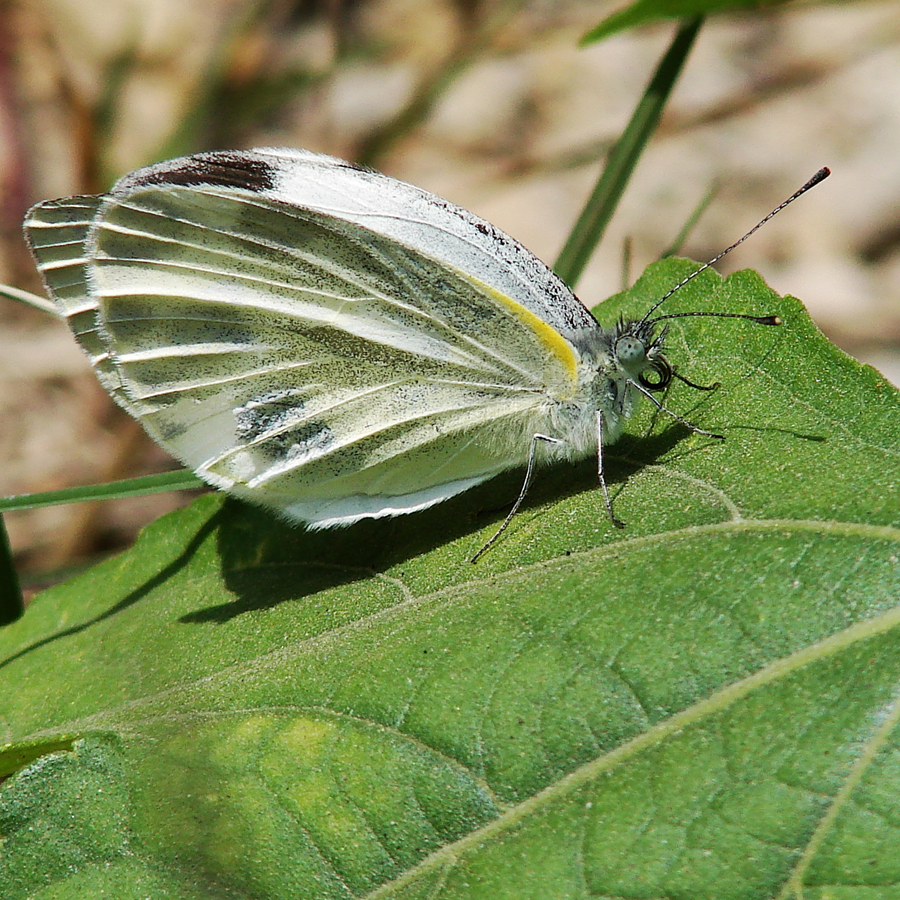 暗脉菜粉蝶pierisnapi