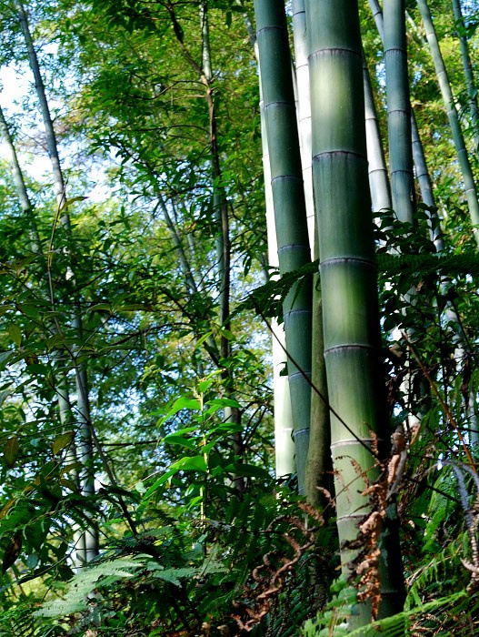 青青池边竹