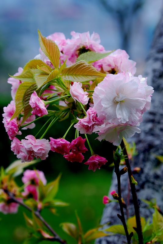 重瓣樱花